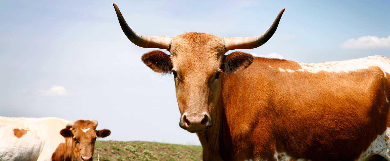 Longhorn cattle in a field.